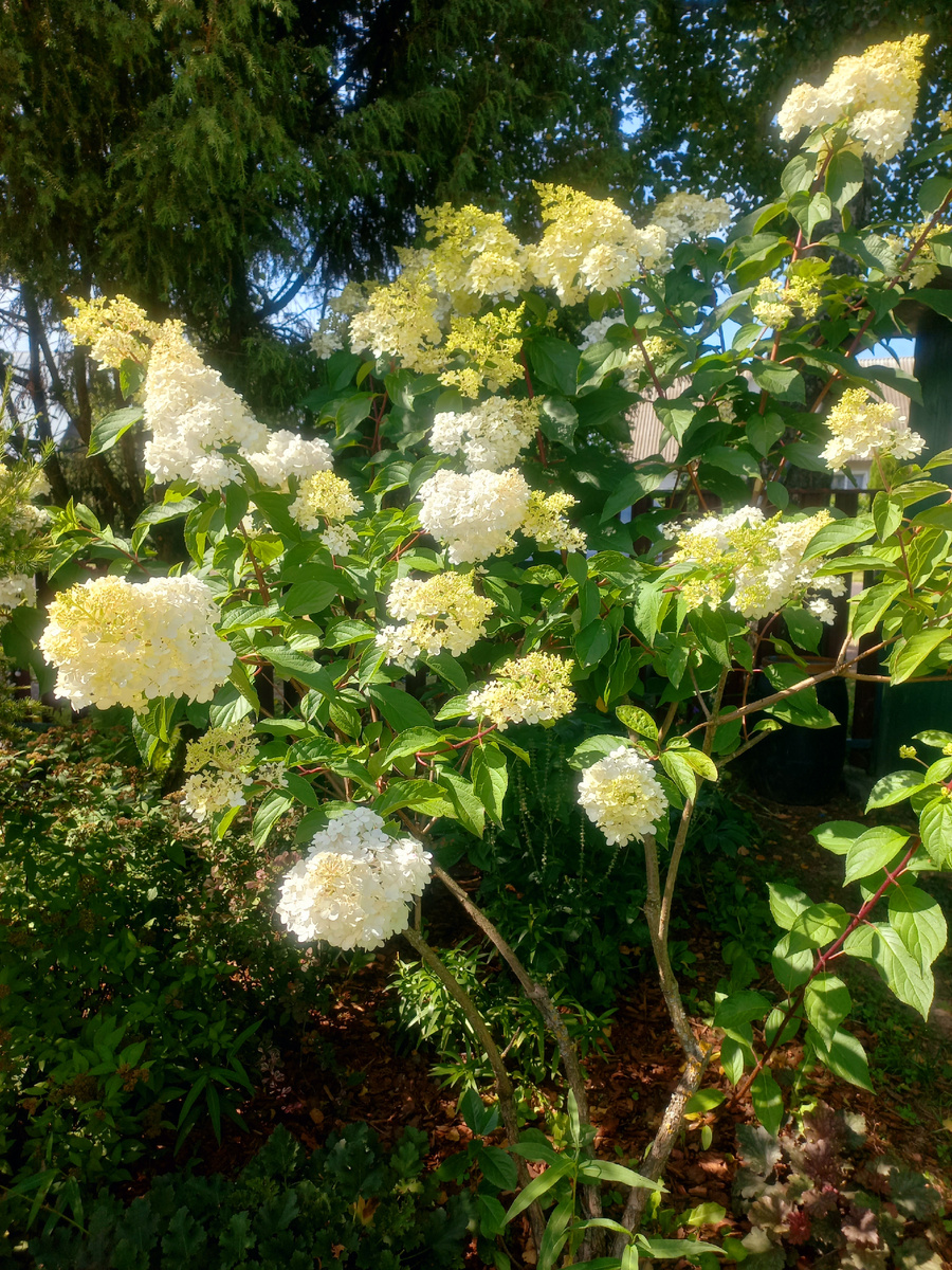 Метельчатая гортензия Ванила Фрайз в начале цветения