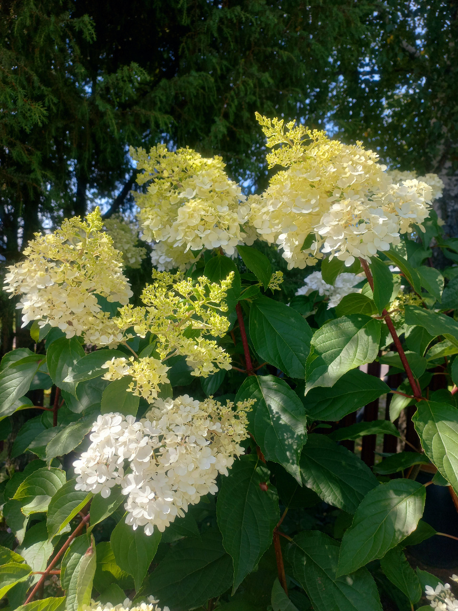 Метельчатая гортензия Ванила Фрайз в начале цветения