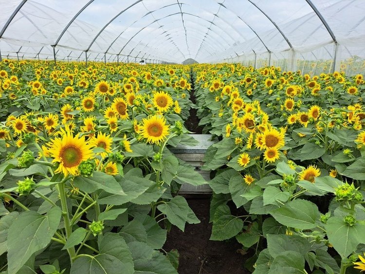    Фото: Филиал Россельхозцентра по Воронежской области