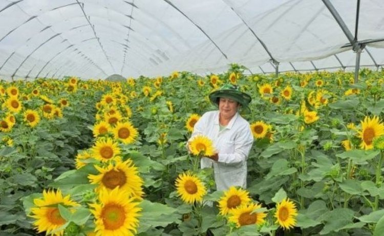 Обследование участков размножения отцовских родительских форм подсолнечника📷    Как подсолнечник выращивают в тоннелях
