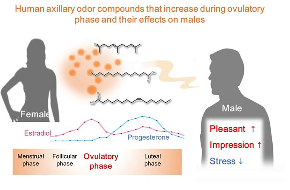    ©2025 Touhara et al.