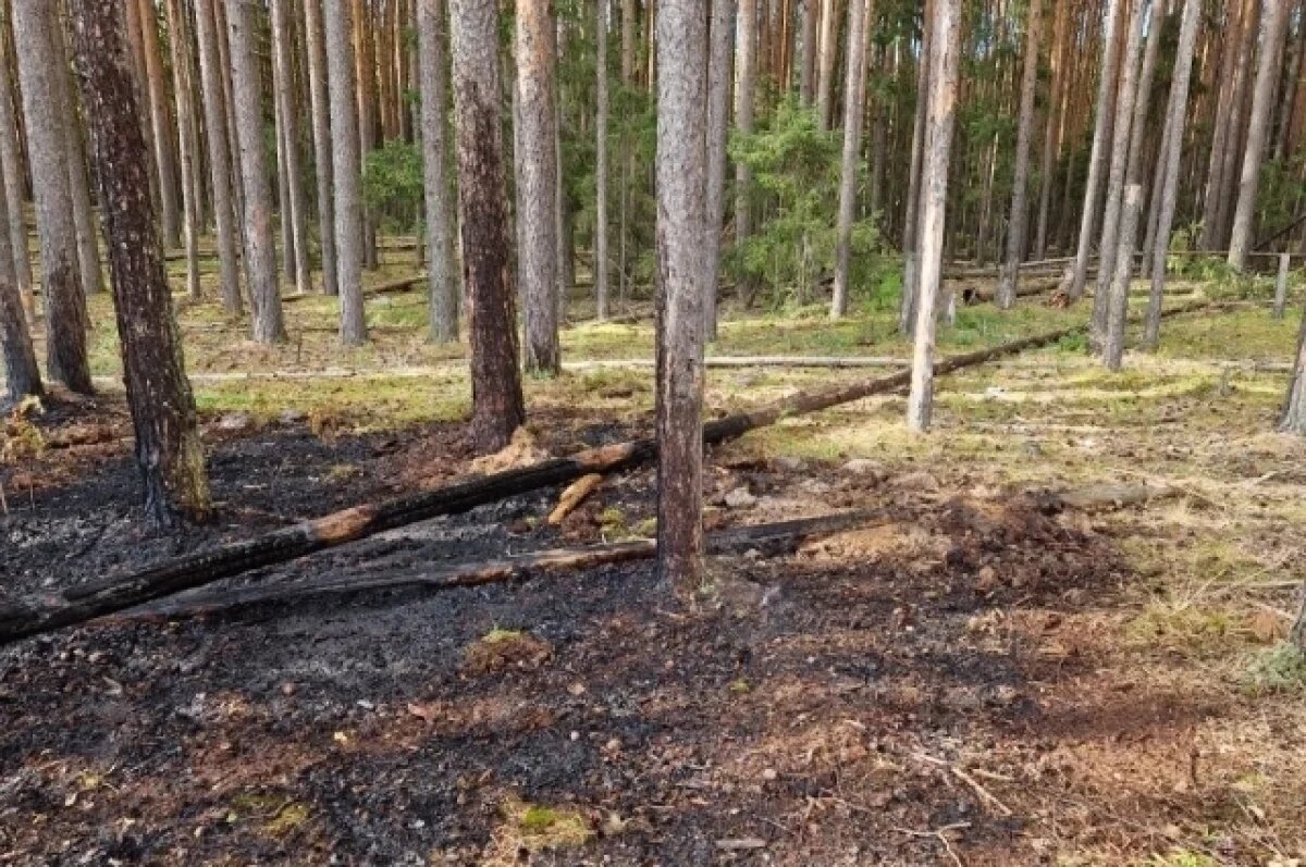    В Соликамском лесничестве вспыхнул пожар.