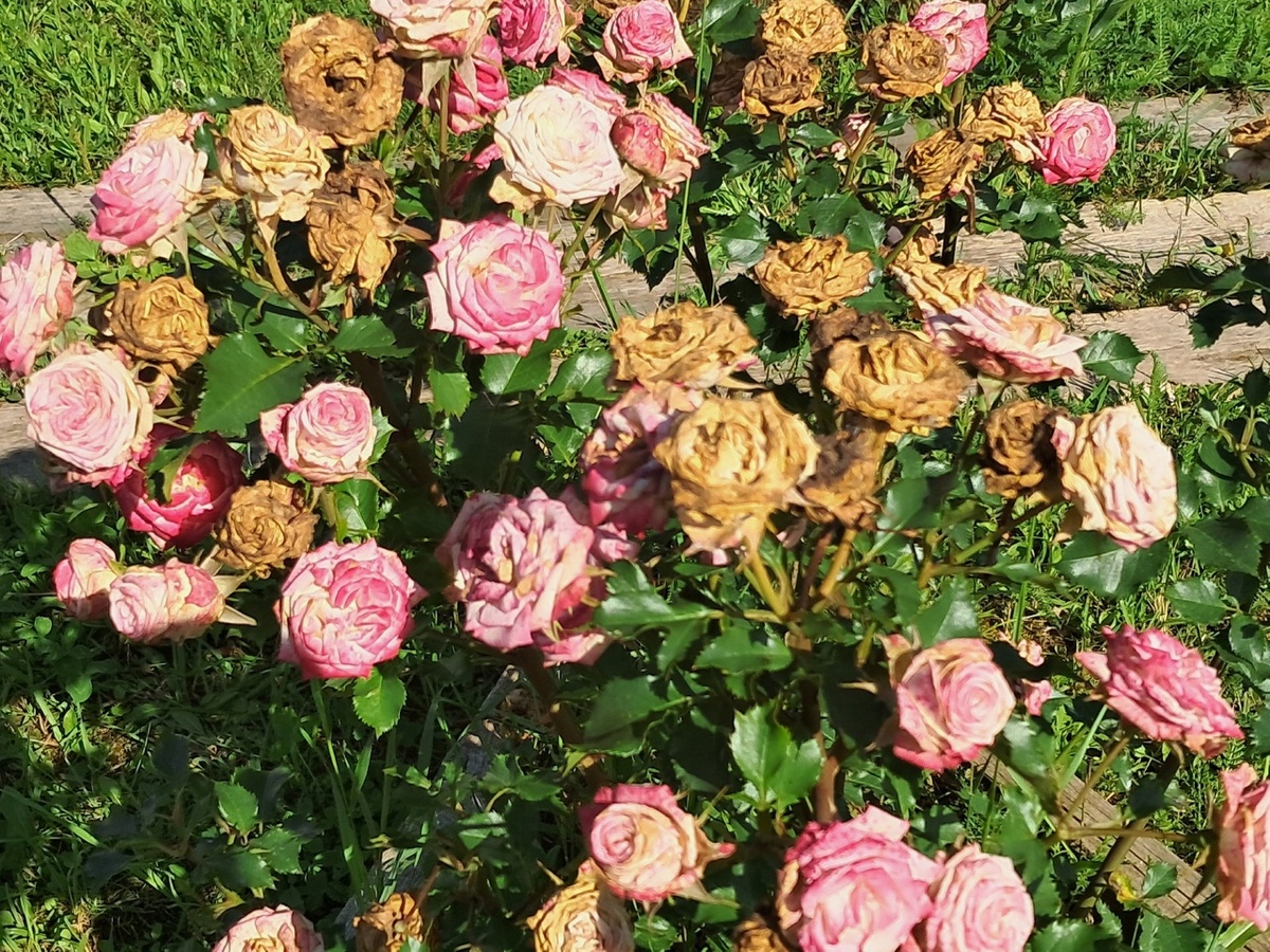 Розы перед обрезкой