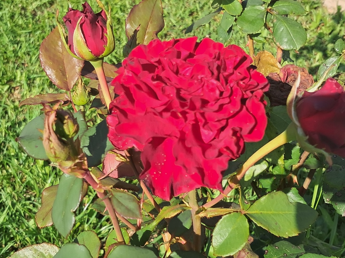 Красивая розы