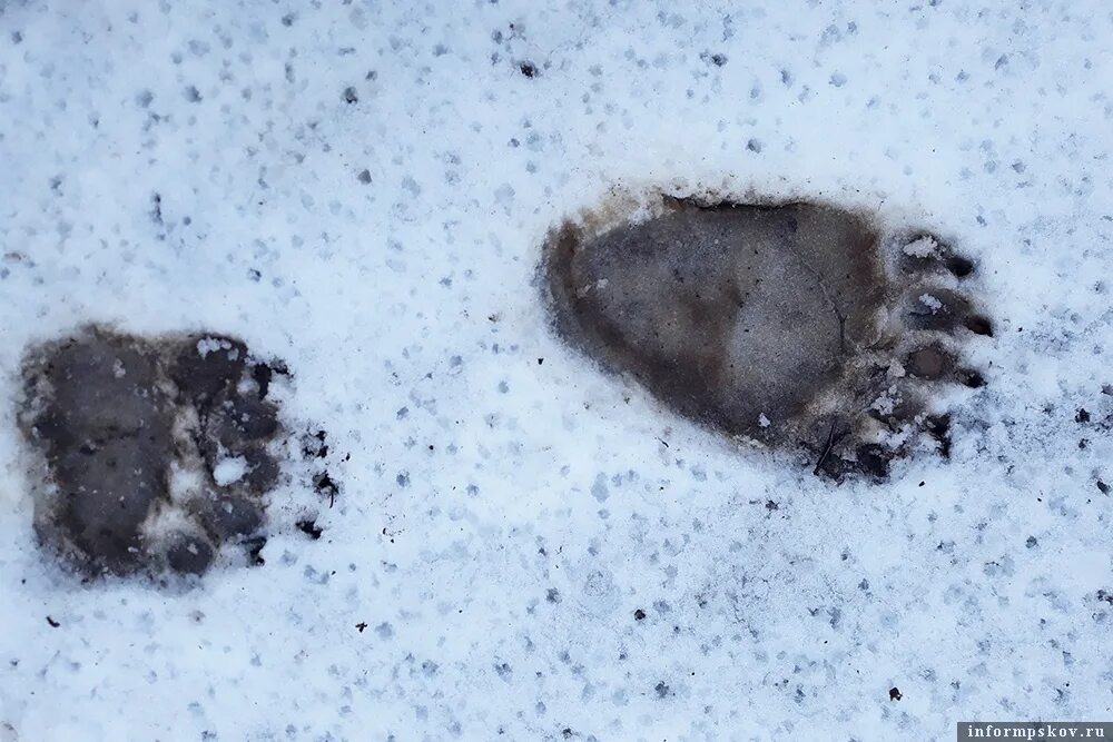 Следы медведя. Фото с сайта www.informpskov.ru.