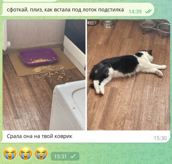 Попросила дочку фото коврика скинуть. Грубо, но точно 🫣 