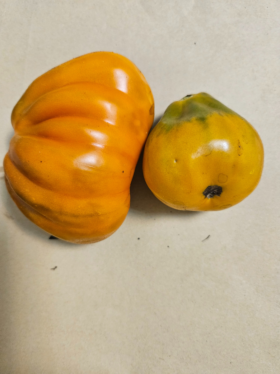 Сорт "Ярсон 13"