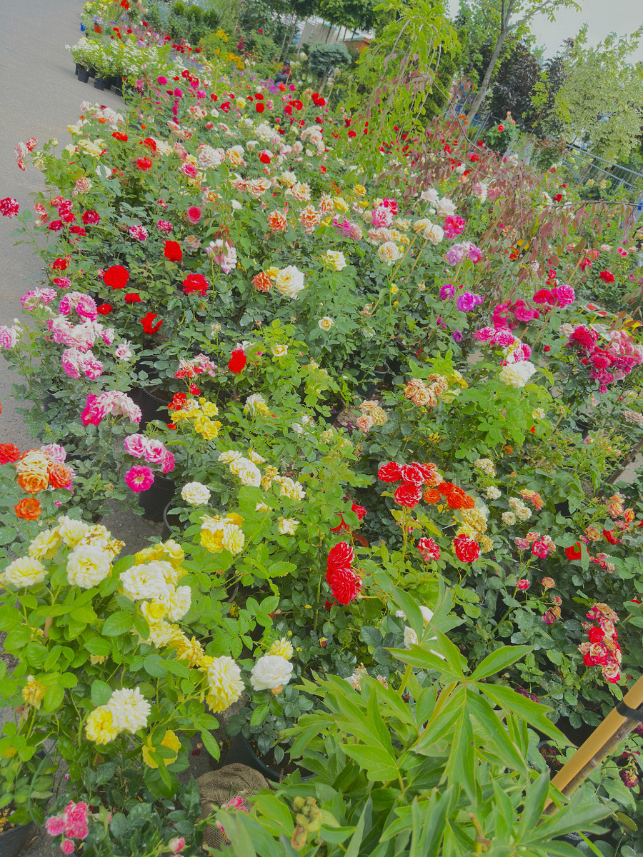 Не помещаются уже за оградками - на пол проезжей части выставлены.