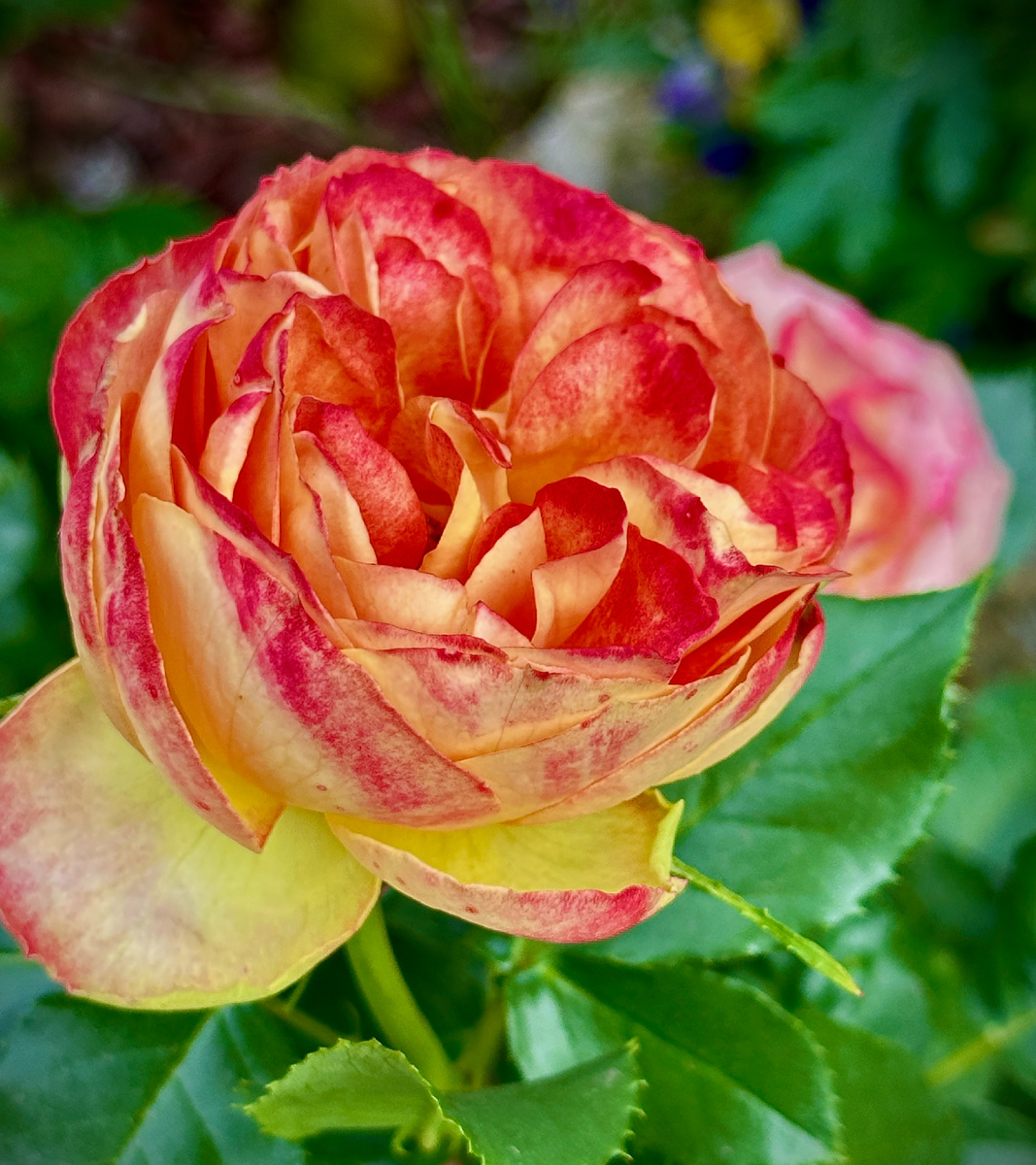 Не-бомбино.