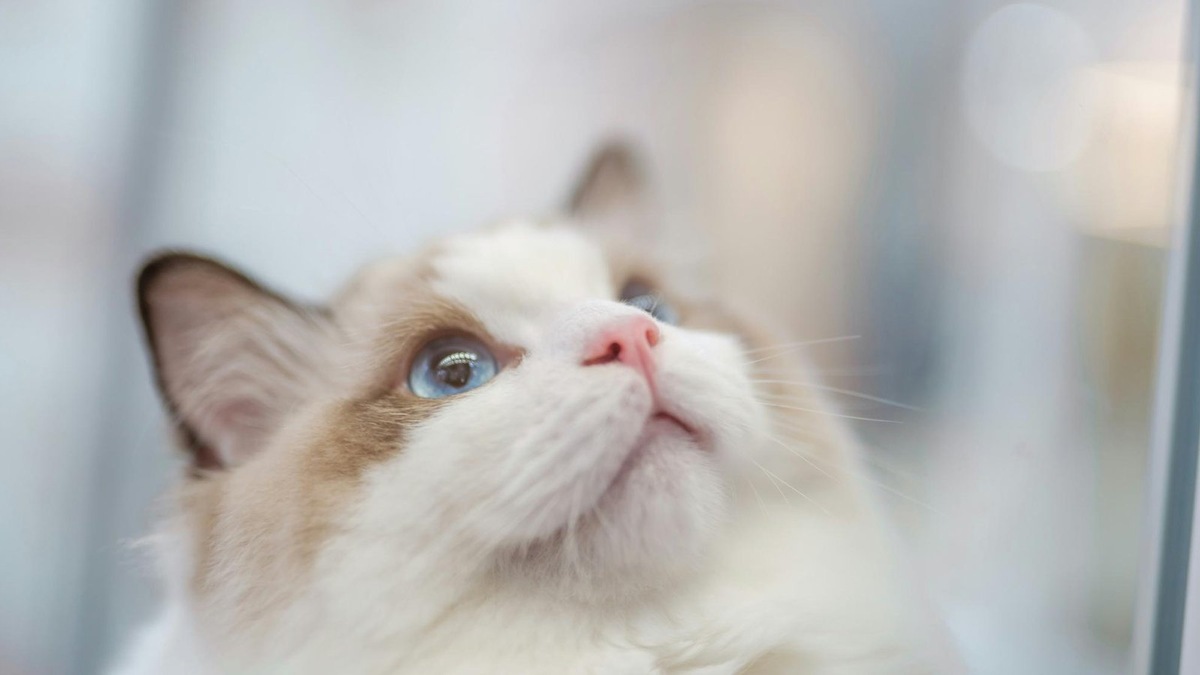    Некоторые кошки проводят часы у окна, ожидая возвращения любимого человека.