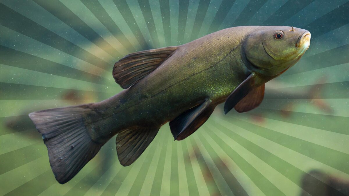 Фото с сайта: https://warball.ru/lin/v/avguste.html