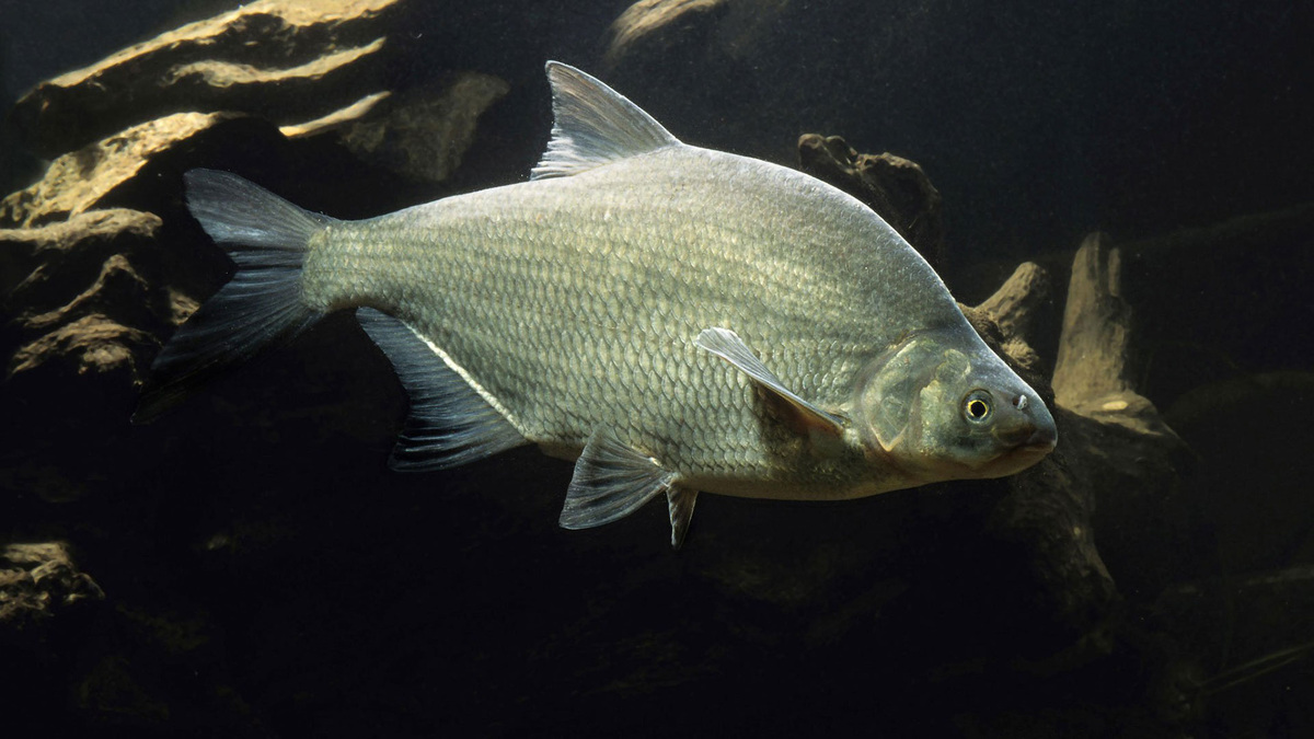 Фото с сайта: https://астраханские-базы.рф/