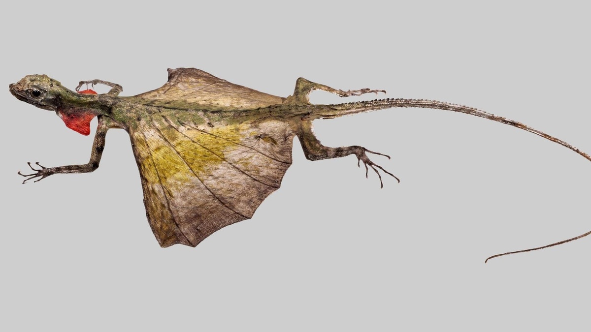 Фото с сайта: https://bahasa.newsbytesapp.com/news/lifestyle/fakta-menarik-tentang-kadal-draco-indonesia/story