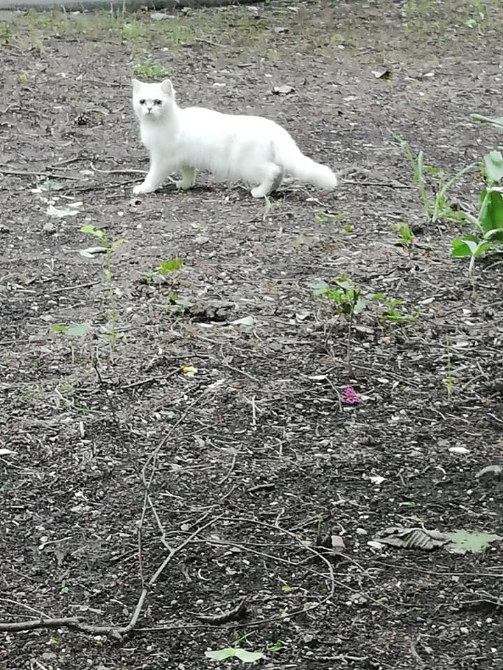 Она была чистая и пушистая, как будто только что из дома. Видимо, и была из дома