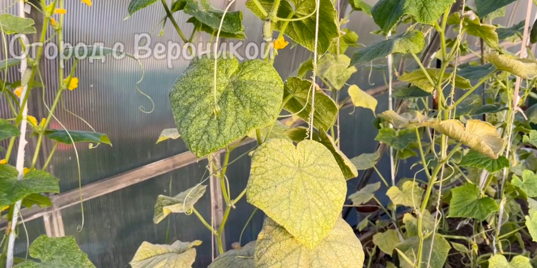 Если у огурцов вянут и желтеют листья, сделайте так и они вновь позеленеют. Быстрая и эффективная подкормка