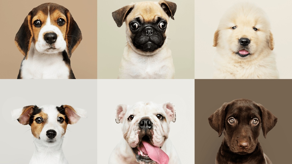 Фото с сайта: https://www.behance.net/gallery/203725741/(phantom-bloodlines)-?locale=en_US