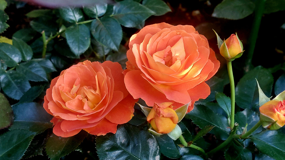 Монинг Сан. Флорибунда