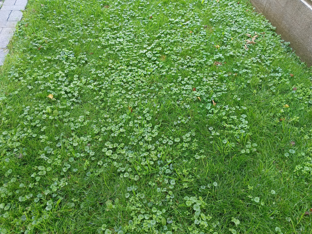 До скарификации