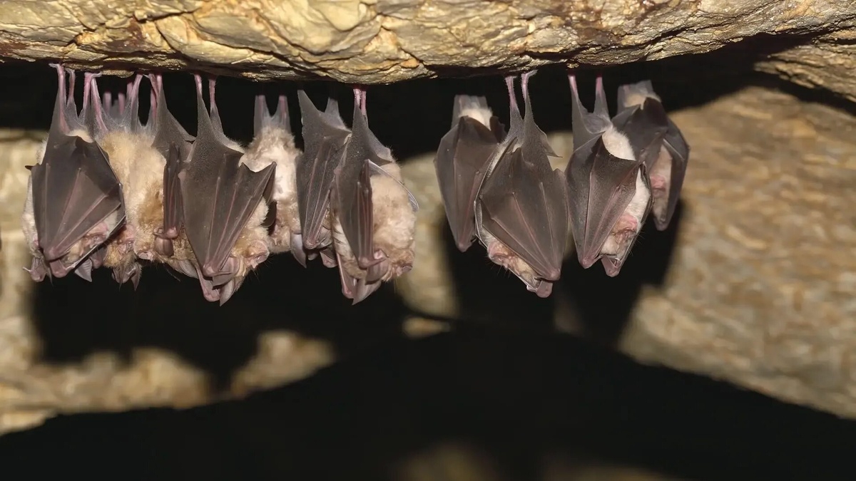 Фото с сайта: https://sat.net.ua/naukovczi-poyasnyly-chomu-kazhany-splyat-dogory-drygom/