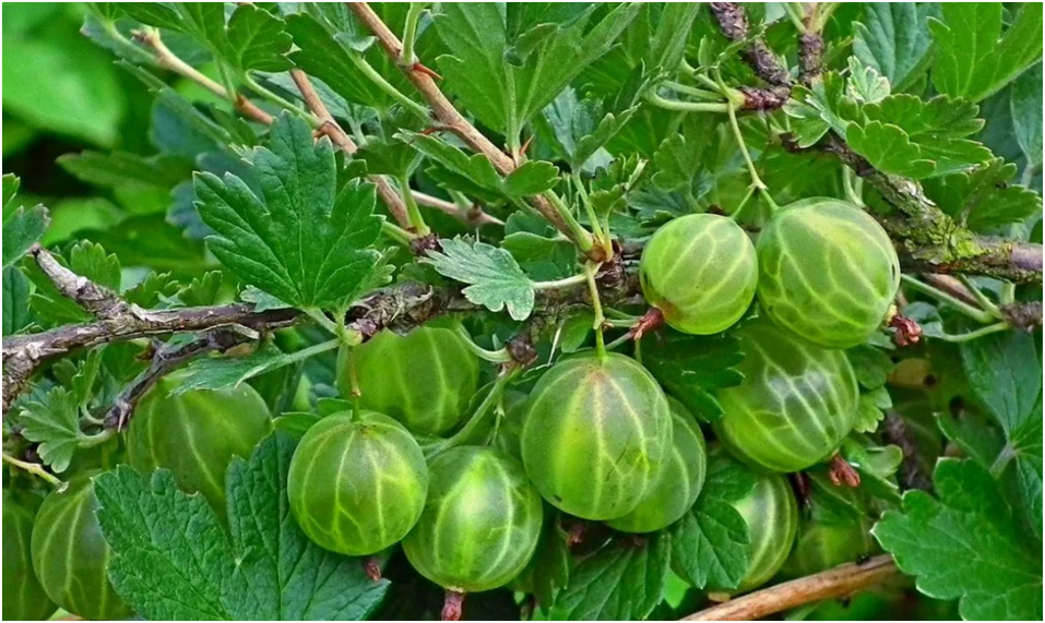 зеленый Малахит