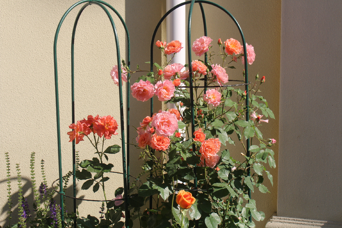 Наш сад 27 июля