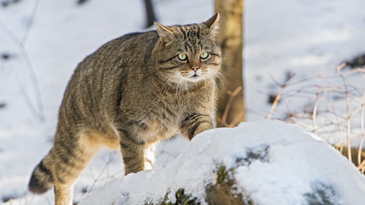 Фото с сайта: https://viktoriafoto.org/wallpaper/koshka-taezhnaya