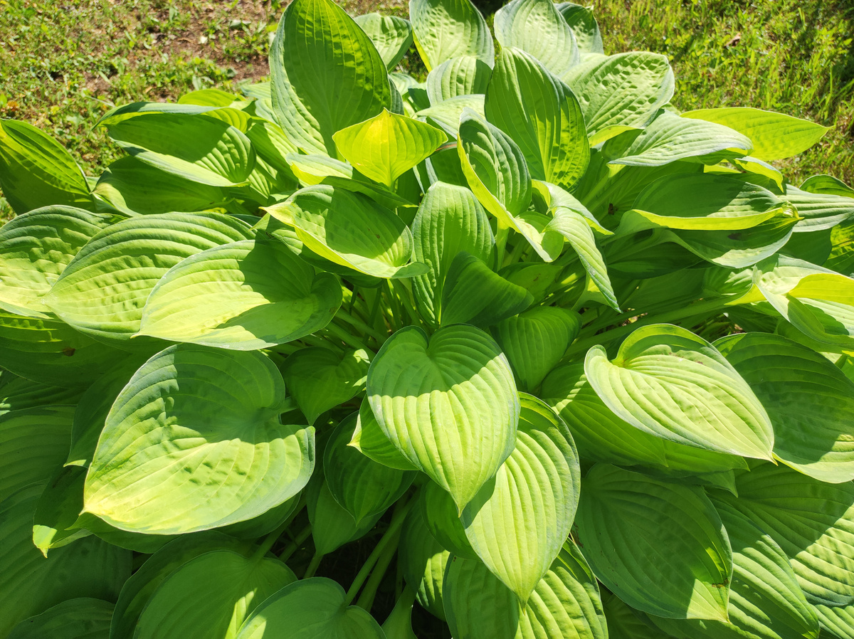 Фото автора, хоста, июль 2025 года