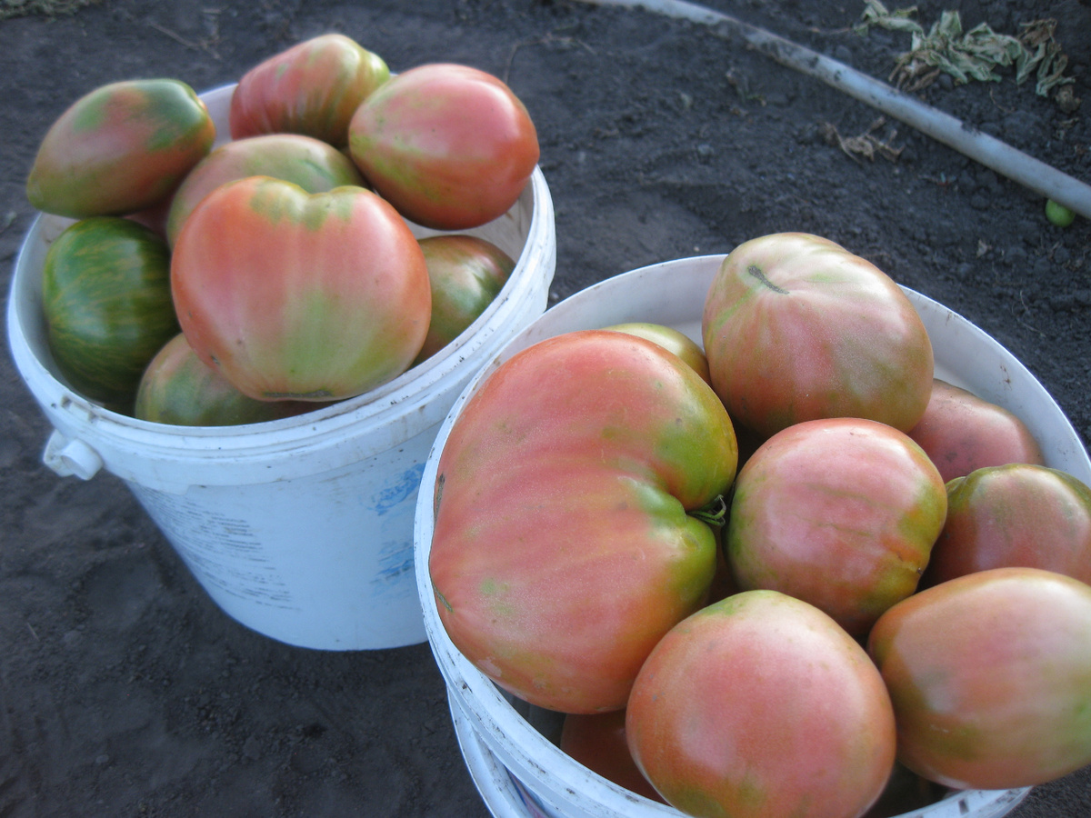 Помидоры открытого грунта, фото автора от 28 июля 2025 года, Поволжье