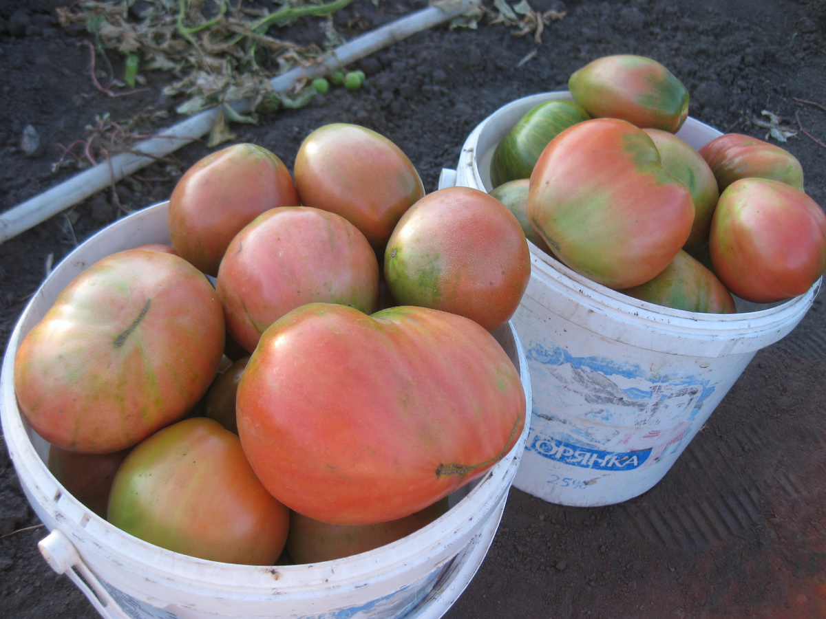 Помидоры открытого грунта, фото автора от 28 июля 2025 года, Поволжье