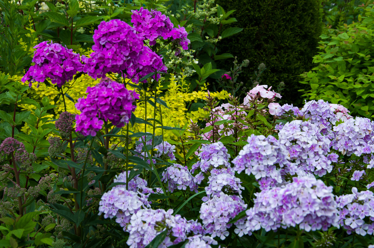 Цветение флоксов в саду