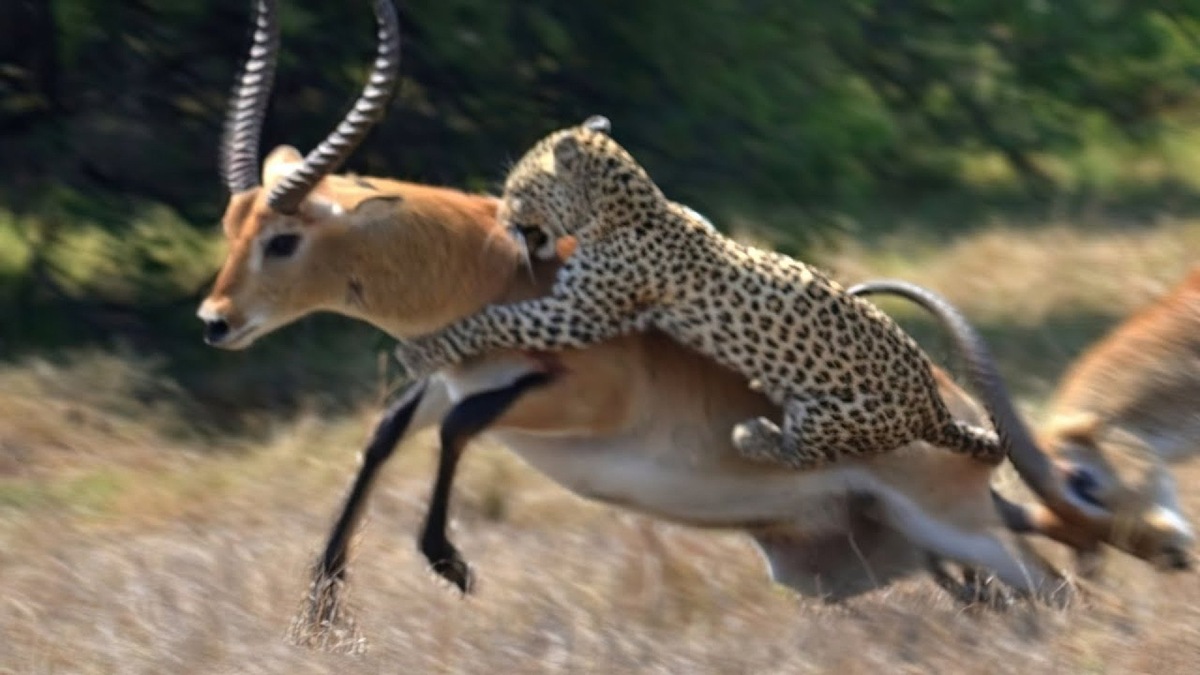 Фото с сайта: https://wishescards.ru/dikie/jivotniye/video/napadenie/