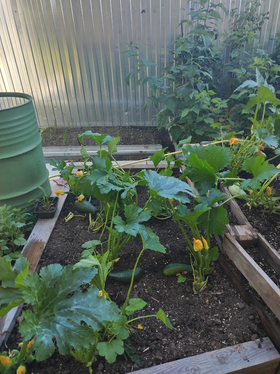 После стрижки стало видно плоды. 