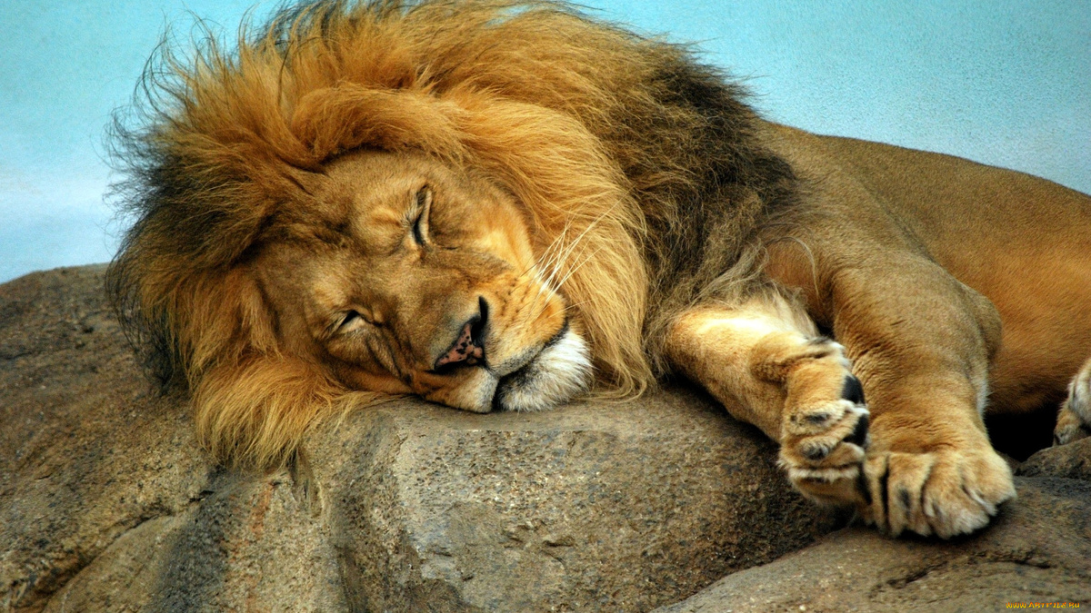 Фото с сайта: https://artfile.me/download/zhivotnye-lvy-griva-son-hischnik-589116/1920x1080