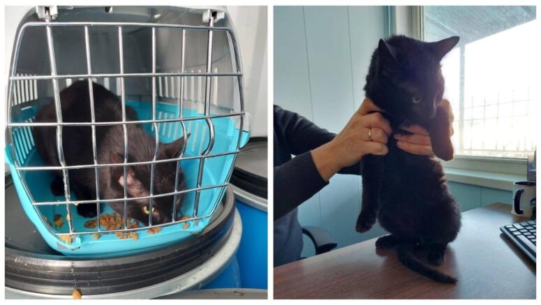    Кот Бурак/ t.me/tg_fesco