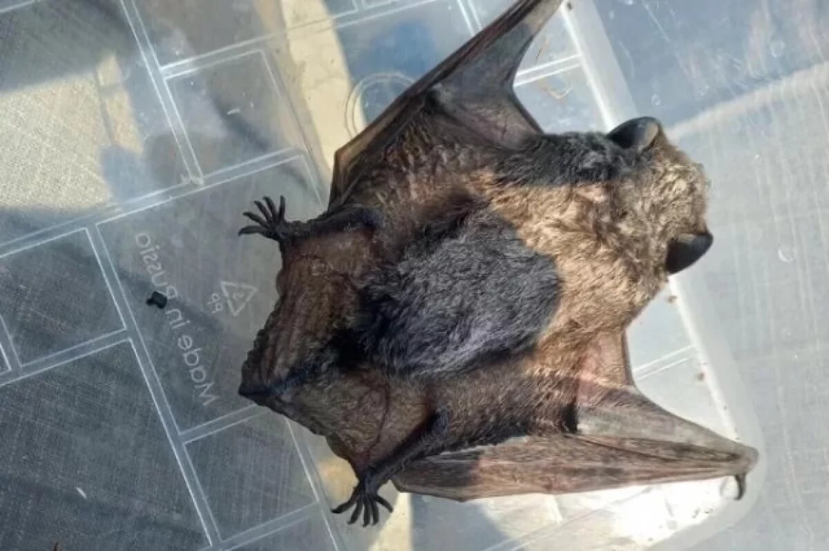    В Калуге в квартиру залетела летучая мышь