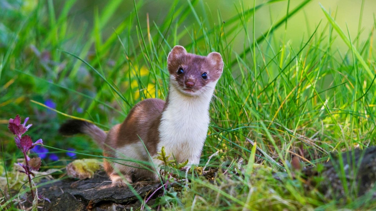 Фото с сайта: https://notivory.com/