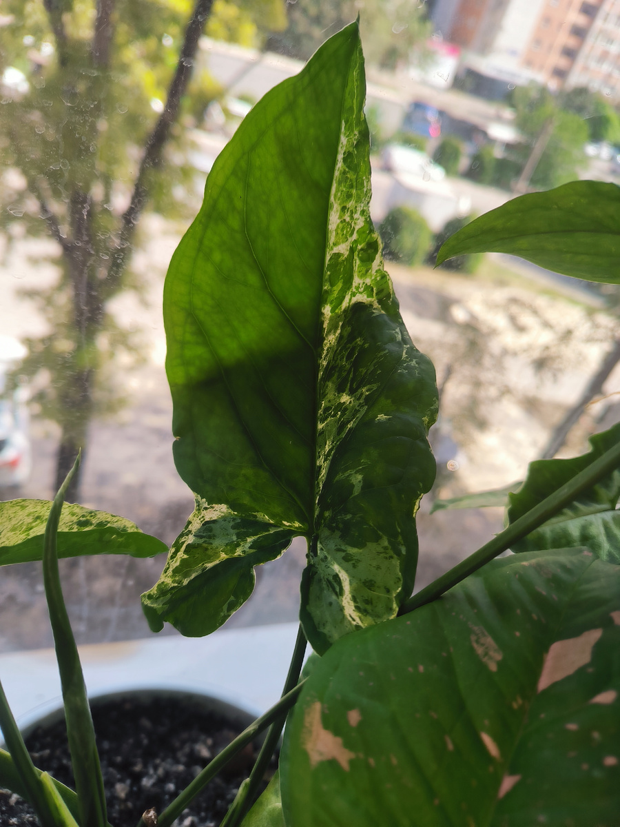 Сингониум Моттлед с заветной вариегатностью