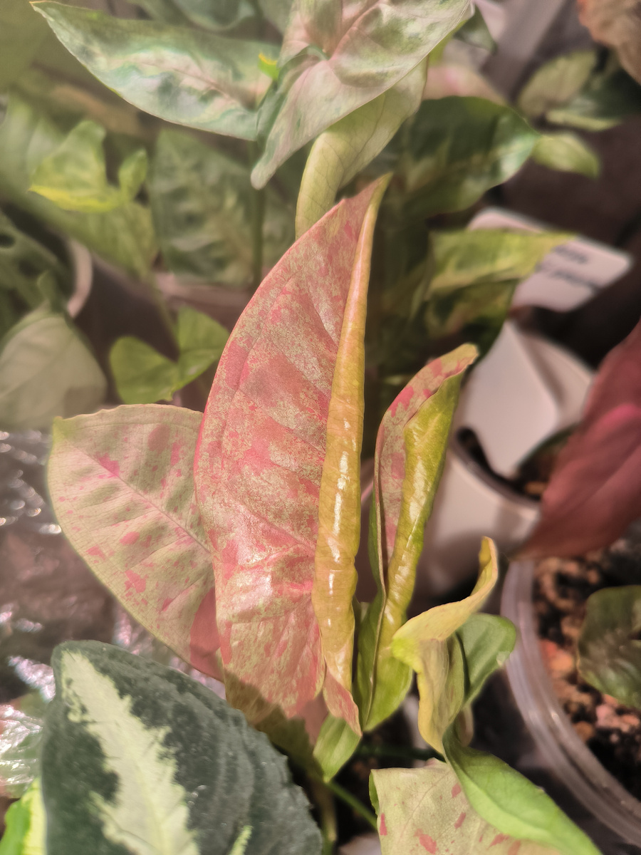 Сингониум Милк Конфетти