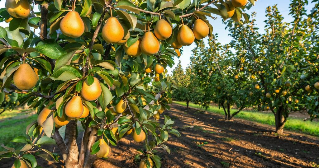 Когда груша болеет: старинные способы помочь дереву без "химии"!!!