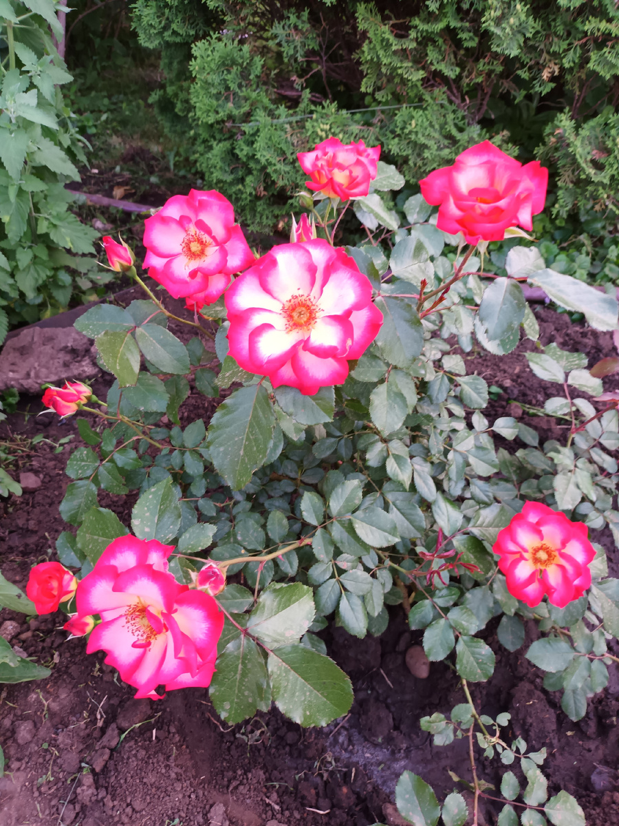 Второй год, цветет обильно.