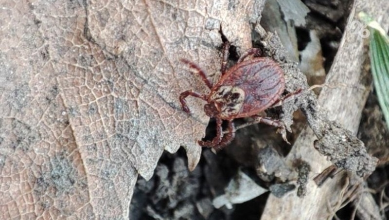      Фото: ИА «Победа26»