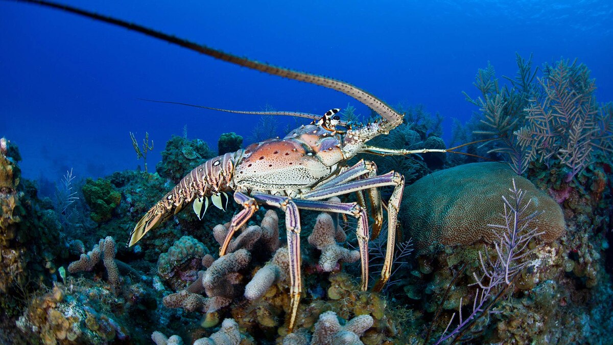 Фото с сайта: https://www.uw360.asia/the-best-liveaboard-diving-destinations-in-asia/