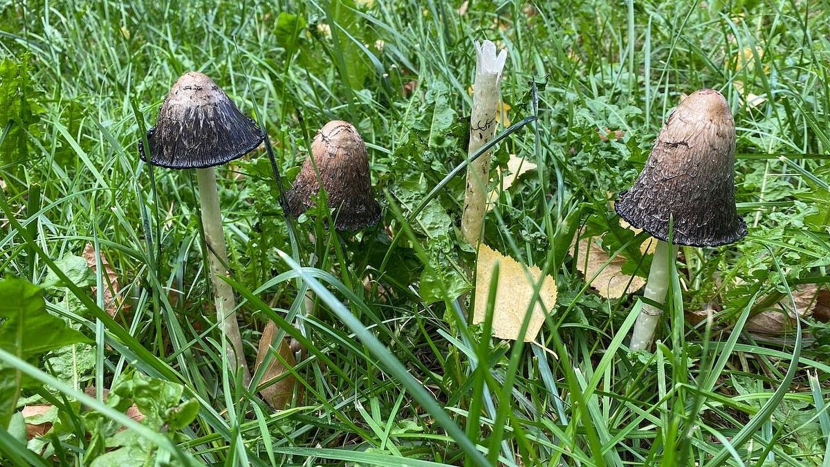    Фото: телеканал «Краснодар»