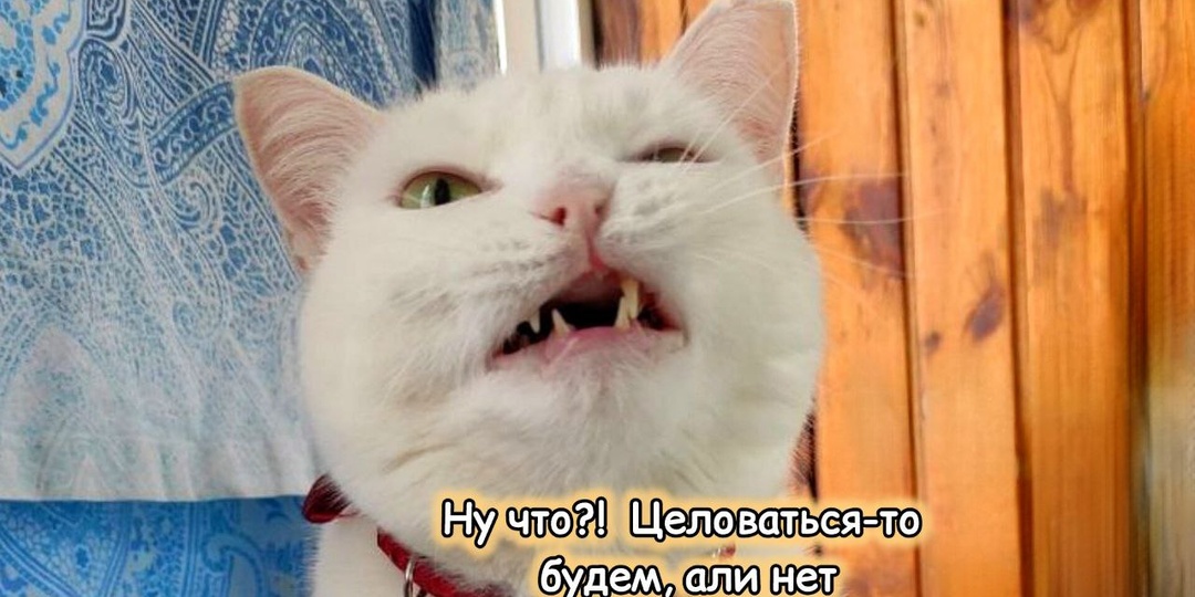 Кошка говорит "привет", а хозяин её оскорбляет: как правильно отвечать на приветствия домашнего питомца