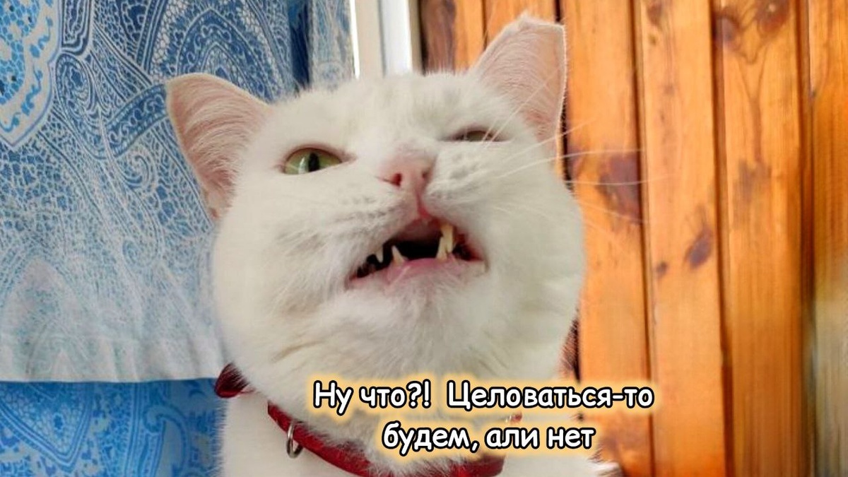 Как бы было просто, если бы все кошки любили здороваться как люди: обниматься, целоваться, давать пять...