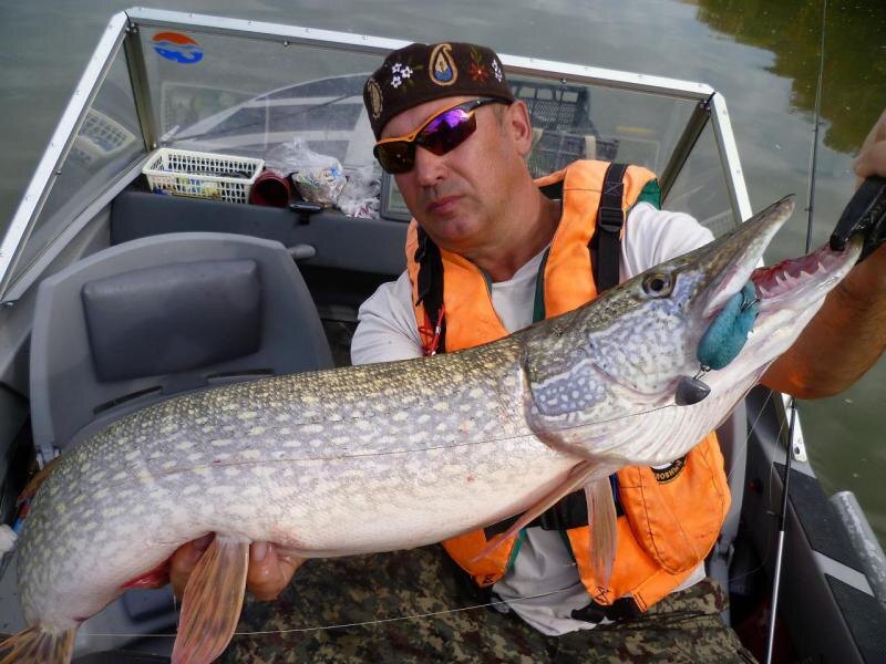 Щука поймана на поролоновую приманку. Лодочник. Река Обь.
