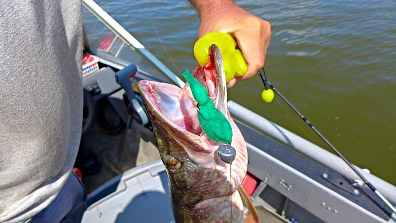 Фото: Лодочник. Зелёный поролон сработал по щуке.