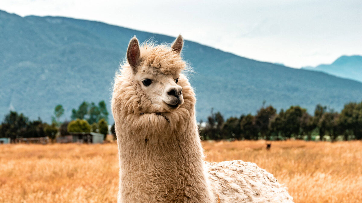 Фото с сайта: https://wallpapers.com/wallpapers/cute-llama-looking-v9z0cqrgf3q8nvg9.html