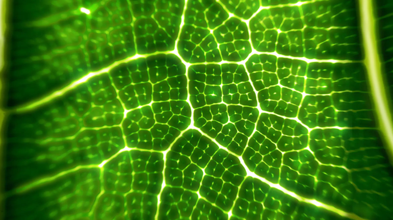 Группа учёных из УШК создала контролируемый светом химический процесс, имитирующий фотосинтез, чтобы расщеплять сложные соединения из ископаемых углеводородов при комнатной температуре, что в перспективе обеспечит более чистое и менее энергозатратное производство. Изображение: Shutterstock.com