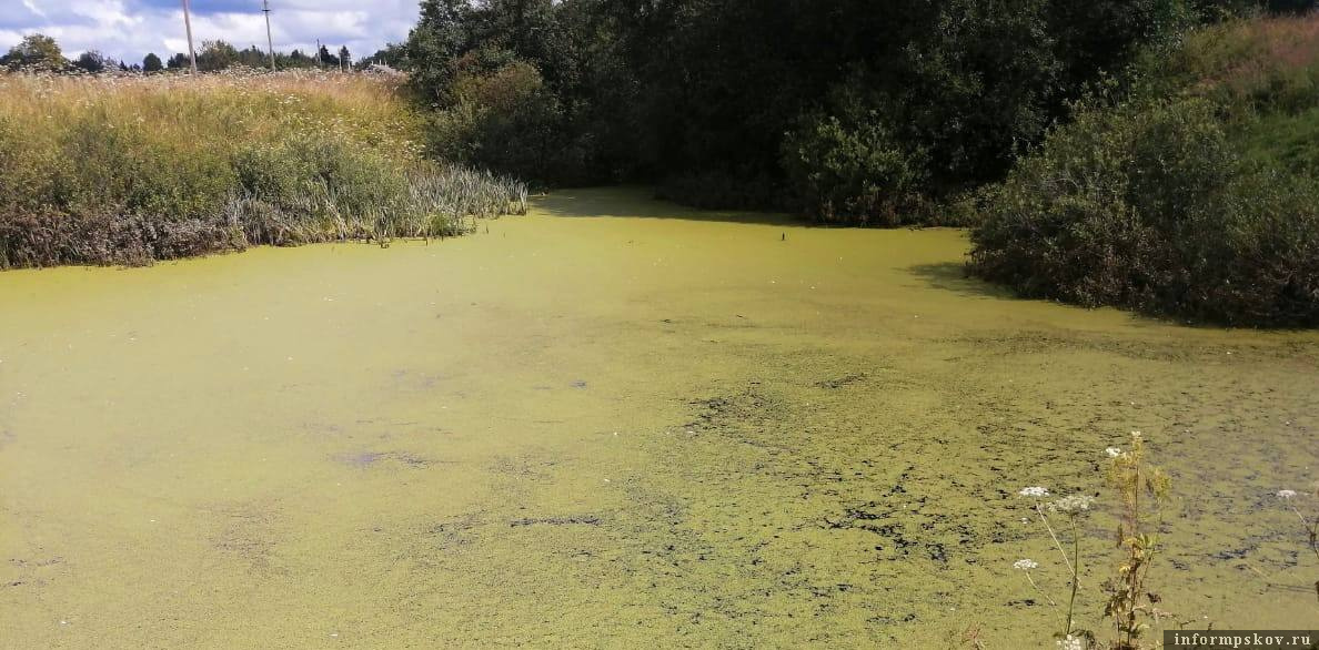 Фото: пресс-служба СУ СК России по Псковской области